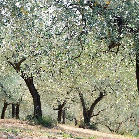 B&B Lavanda E Rosmarino Assisi Luaran gambar