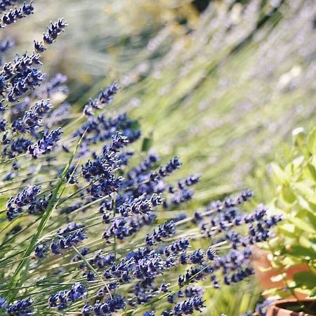 B&B Lavanda E Rosmarino Assisi Luaran gambar
