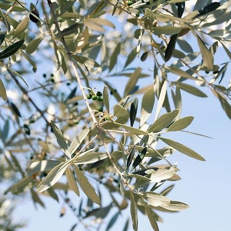 B&B Lavanda E Rosmarino Assisi Luaran gambar