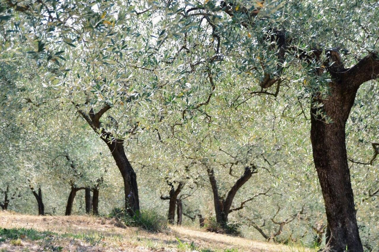 B&B Lavanda E Rosmarino Assisi Luaran gambar