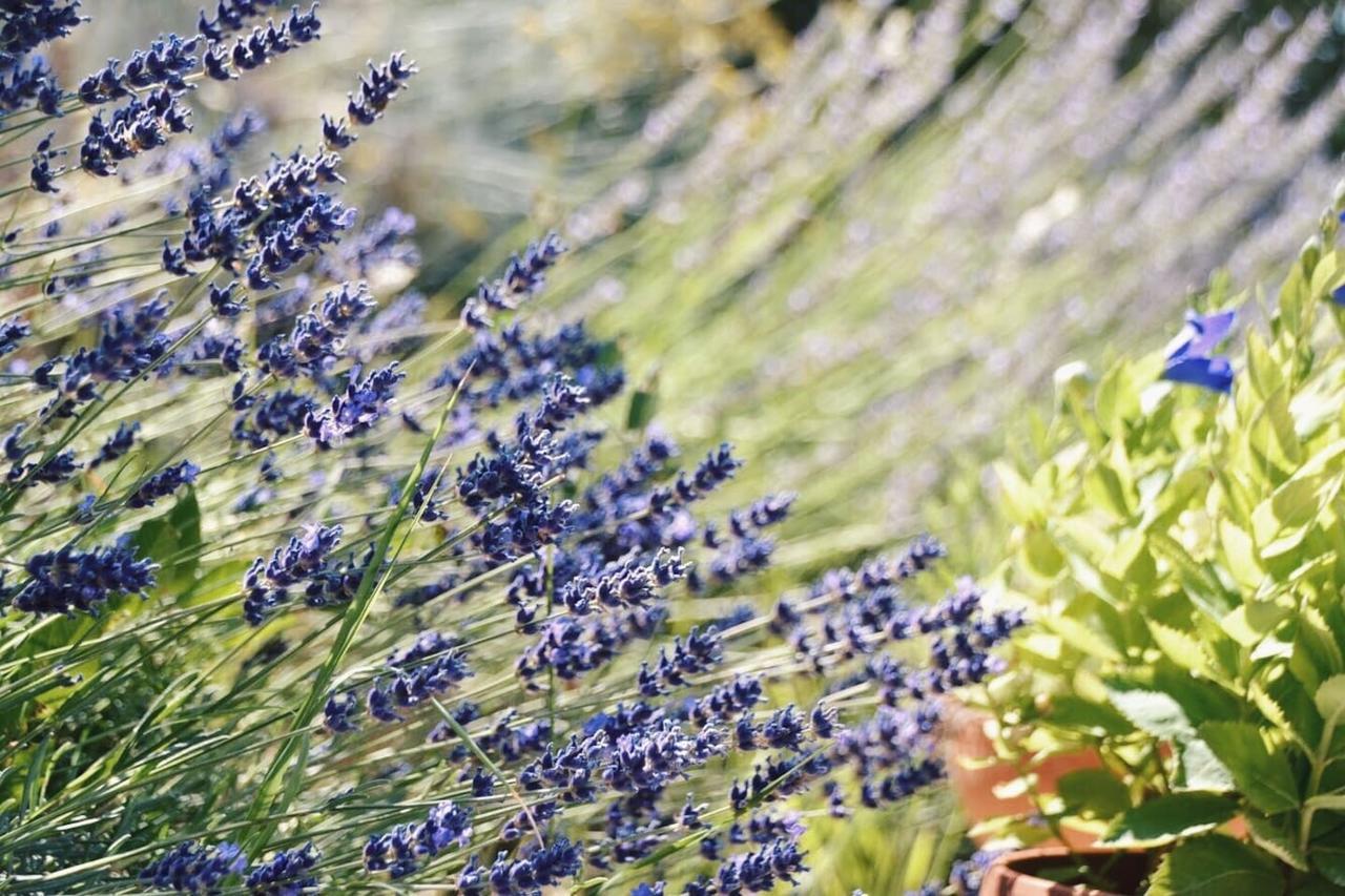 B&B Lavanda E Rosmarino Assisi Luaran gambar