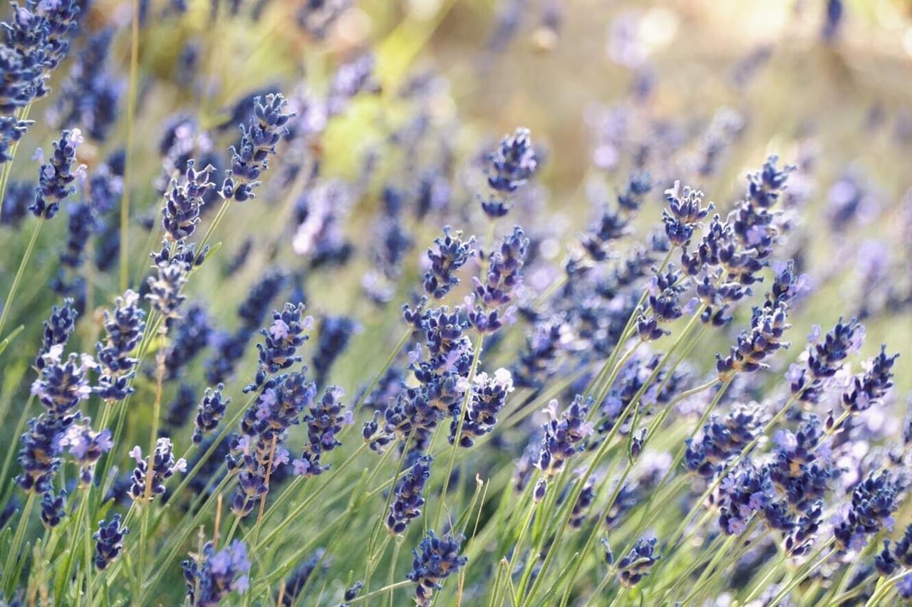 B&B Lavanda E Rosmarino Assisi Luaran gambar