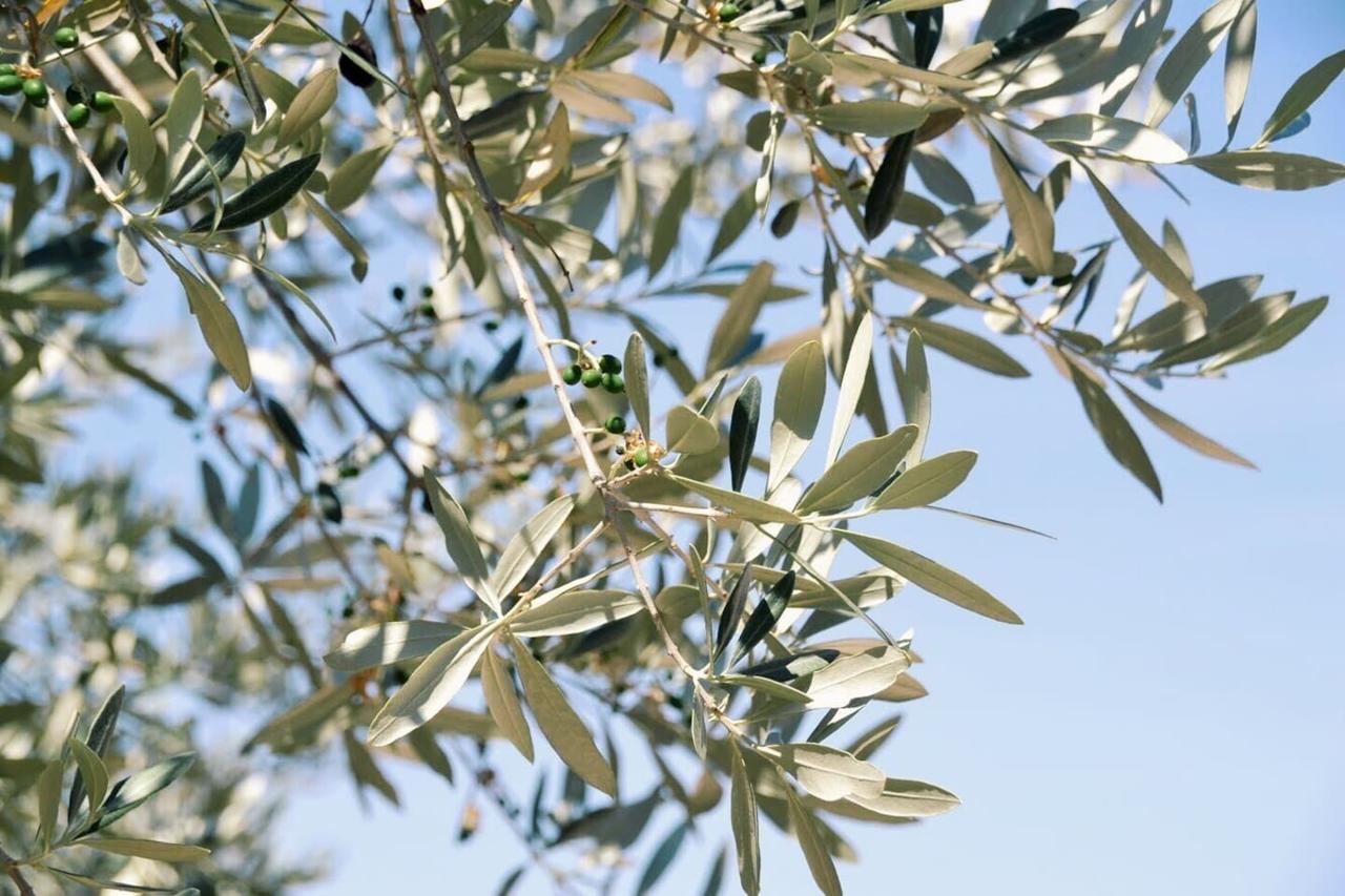 B&B Lavanda E Rosmarino Assisi Luaran gambar